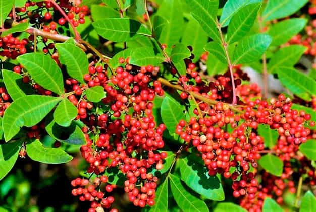 Como Usar a Aroeira para Tratar Ferimentos: Um Guia Passo a Passo