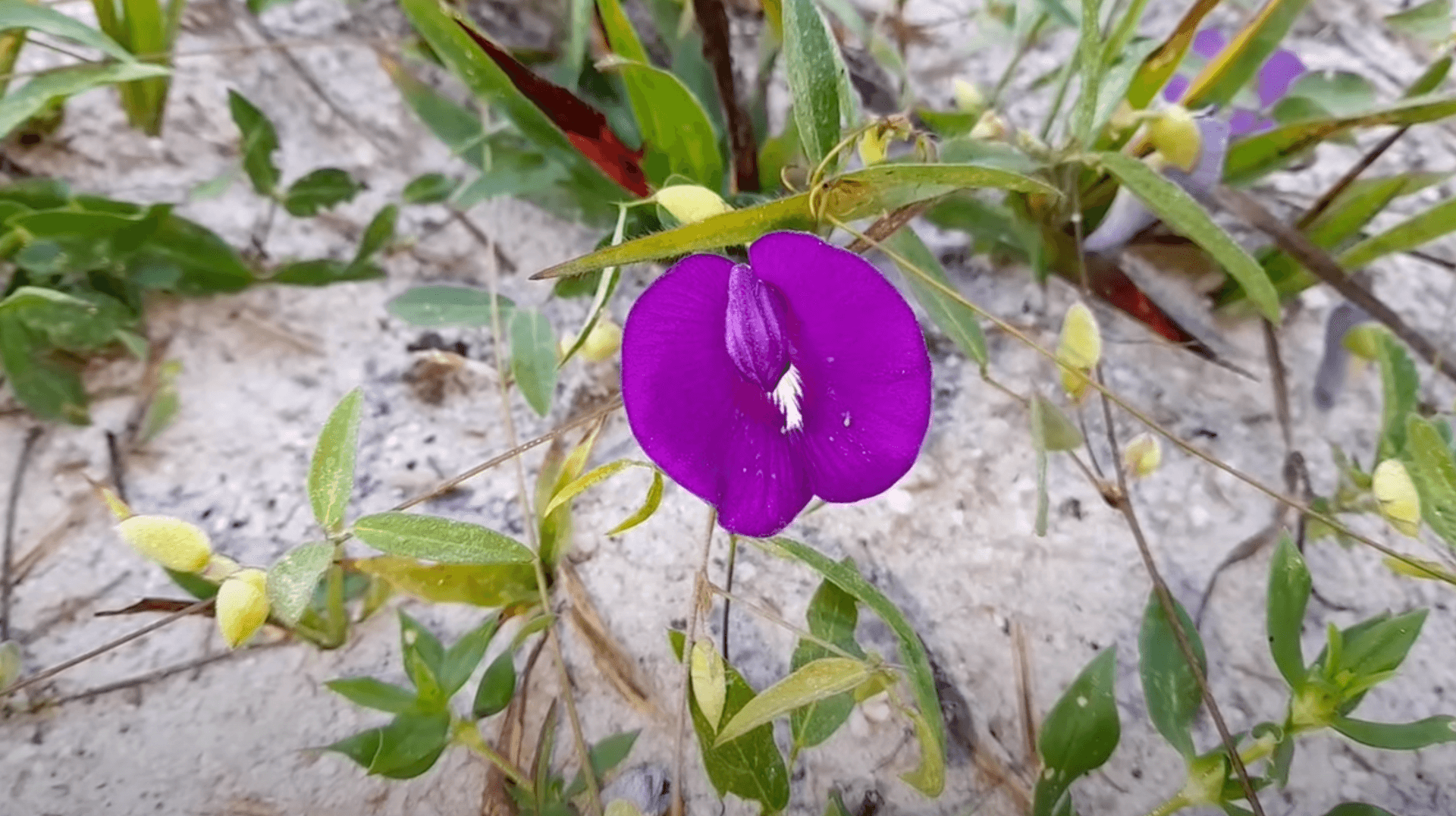 A Flor Corante Mágica e Sagrada da Caatinga Nordestina: Passo a Passo para um Chá Colorido