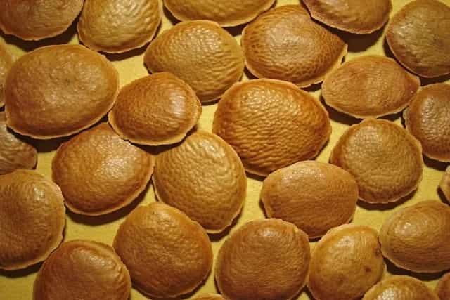 Sucupira: O Poder das Sementes Curativas para Dores nos Ossos