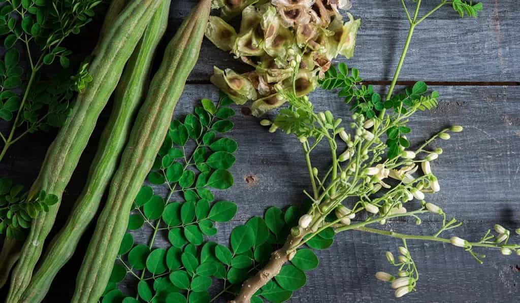 A Moringa Oleífera: Um Guia Completo para Seus Benefícios Curativos