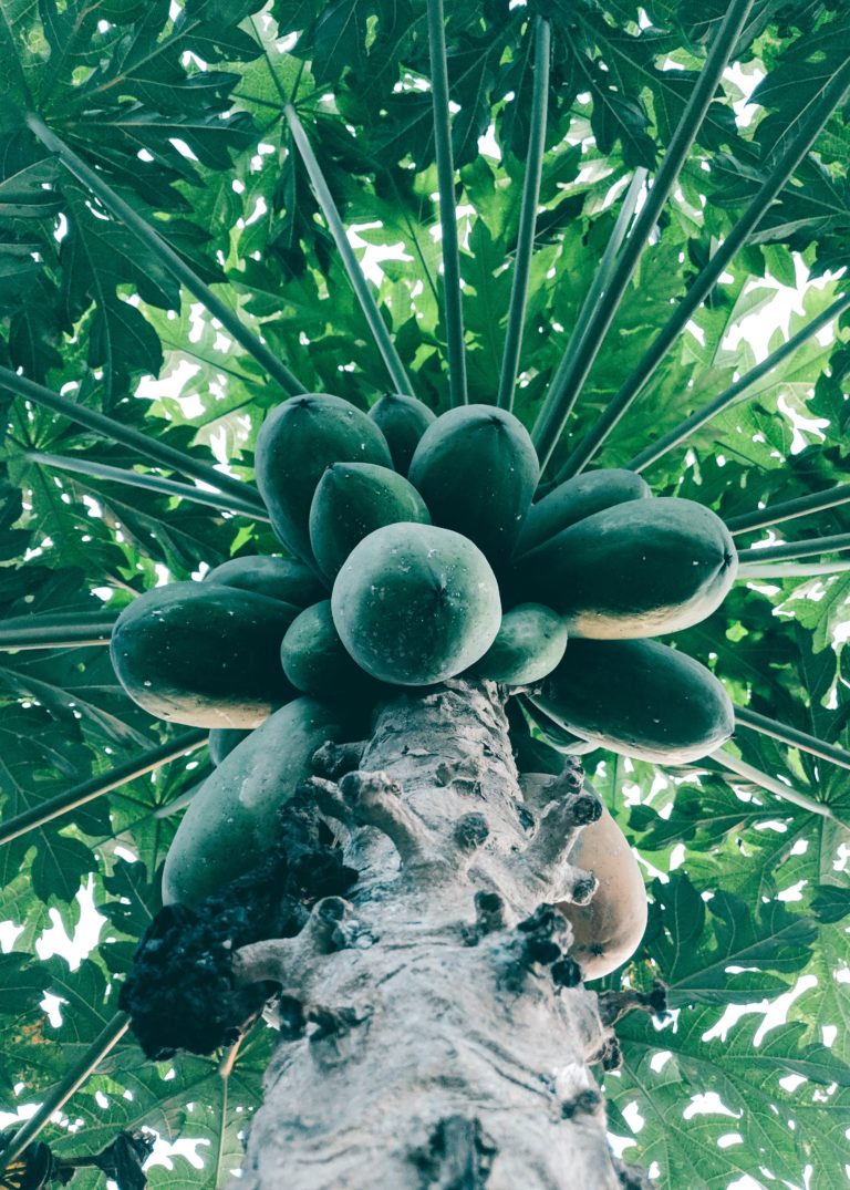 Como Fazer Delicioso Doce de Mamão Verde em Casa