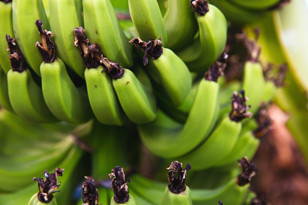 Como Fazer Farinha de Banana Verde e Seus Surpreendentes Benefícios para a Saúde 2 banana verde 2